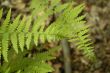 Fern leaves into a french forest