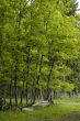 beech forest edge in France