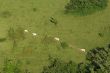 cows walking on a meadow path