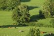 Groups of cows in french Alps