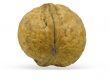 single walnut isolated on a white background