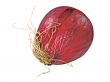 red onion with roots isolated over white background