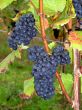 french grapes Pinot noir in Alsace