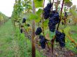 grapes Pinot noir in Alsace