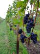 french grapes Pinot noir in Alsace region