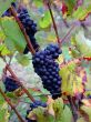 details of french grapes Pinot noir in Alsace