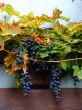 french grapes on wall in Alsace