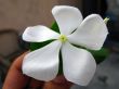 White Periwinkle Flower