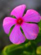 Pink Periwinkle Flower