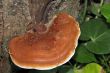 Bracket Fungi