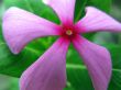 Pink Periwinkle Flower