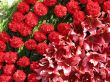 Bright red flowers with green leaves composition background