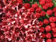 Bright red flowers with green leaves composition background