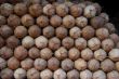 coconut fruit for sale