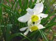 Two white narcissus spring daffodils in green grass