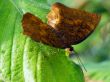 brown angled castor Butterfly insect