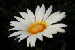 White Gerbera Daisy Flower