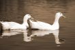 Snow Goose Couple sepia