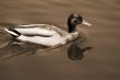 Mallard Duck Swimming in a pond sepia