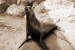 Staring Sea Lion sepia