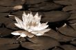 White Water Lily Flower sepia