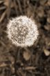 Dandelion Flower Seed Head sepia