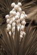 Yucca baccata Flower sepia