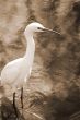 Crane Bird sepia