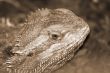 desert spiny lizard sepia