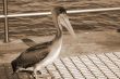 Pelican Bird sepia