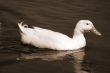 Snow Goose sepia