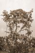 Trained Bougainvillea sepia