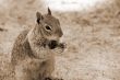 Squirrel sepia