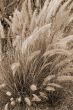 Grass Flowers sepia