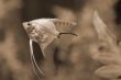 Fish swimming in Aquarium sepia