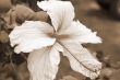 Pink Hibiscus Flower sepia