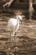 Watchful Crane Bird sepia