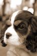 Pet Dog Closeup sepia