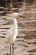 Migratory Crane Bird sepia