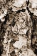 Tree Bark Texture Background sepia