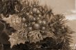 Christmas Decoration Balls and Leaves sepia