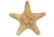 starfish