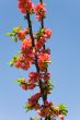 pomegranate in the spring