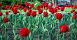 Red Tulips