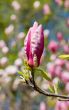 branch of a magnolia