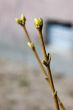 spring branches