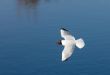 Seagull over the river