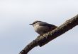 nuthatch