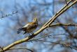 fieldfare on a tree branch