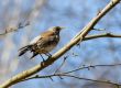 fieldfare